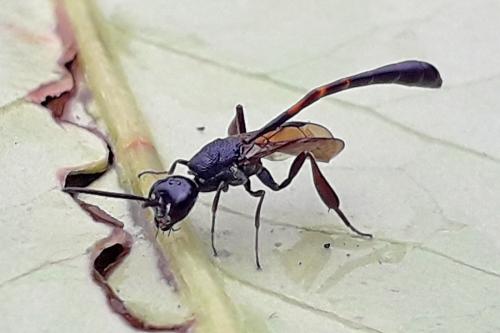 Gasteruption sp.